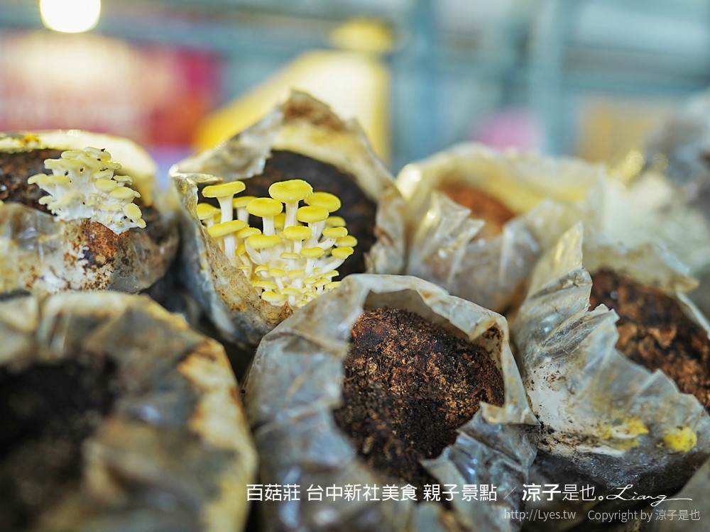 百菇莊 台中新社美食 親子景點