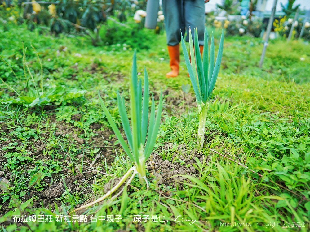布拉姆田莊 新社景點 台中親子景點 新社美食 親子DIY 台中景點 台中親子景點 DIY活動