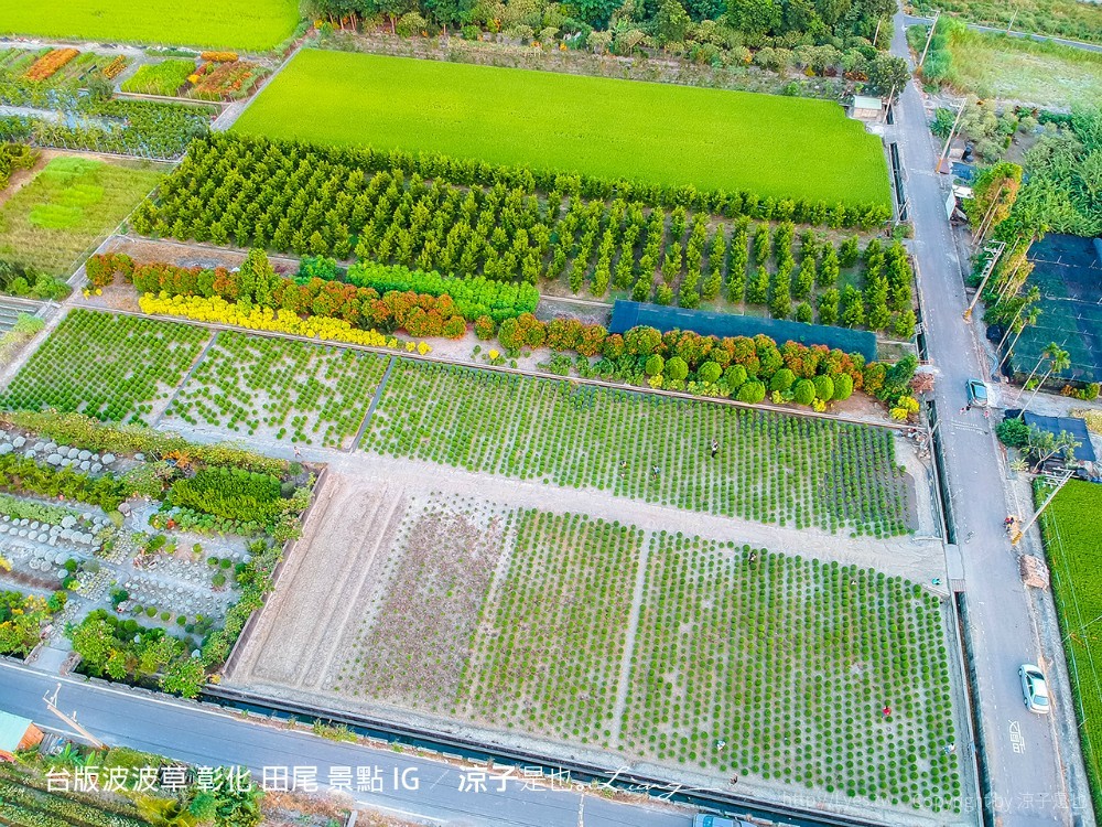 台版波波草 彰化 田尾 景點 ig