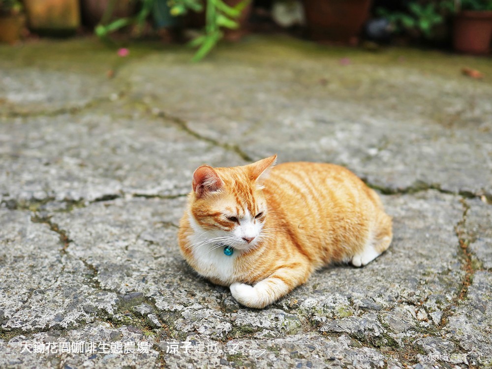 大鋤花間 咖啡生態農場 菜單 台南景點 台南東山175咖啡公路 咖啡館 景觀餐廳