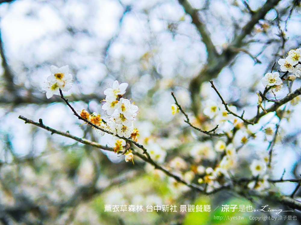 薰衣草森林 台中新社 景觀餐廳