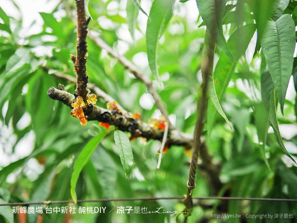 新峰農場 台中新社 醃桃DIY