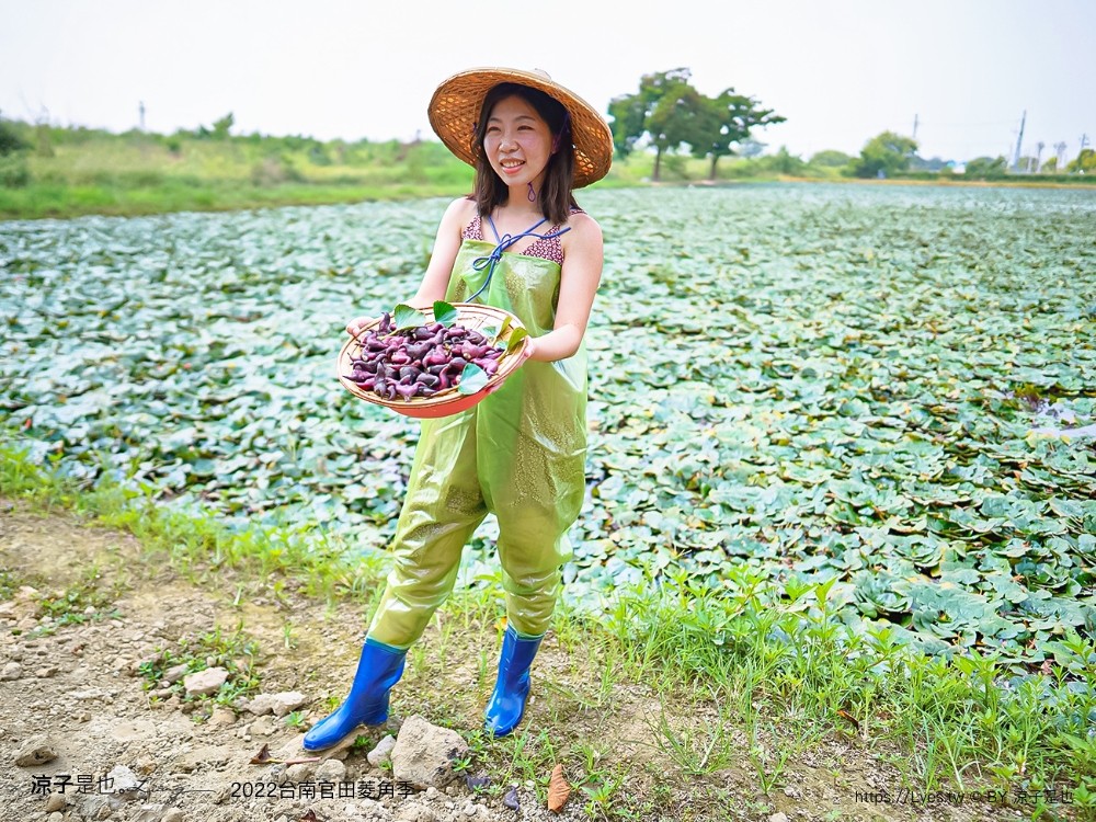 台南親子景點 2022 台南官田菱角季 官田菱角節 採紅菱體驗 划船 台南伴手禮