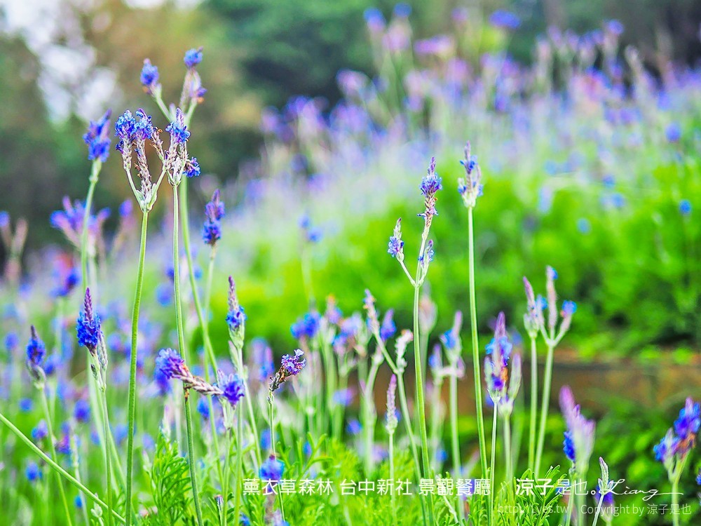 薰衣草森林 台中新社 景觀餐廳