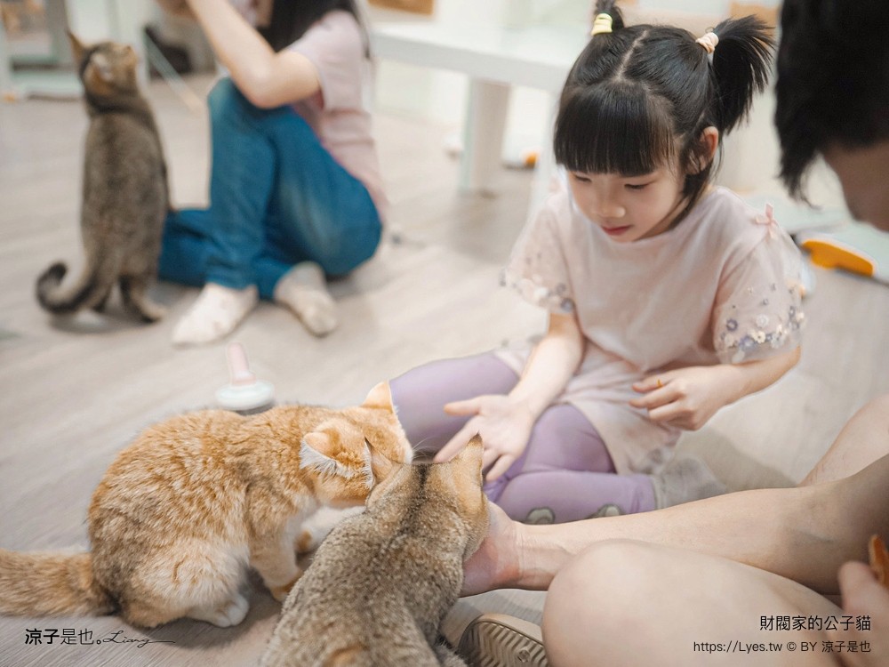 財閥家的公子貓 台南擼貓咖啡廳 台南景點推薦 狐獴 台南親子景點 室內景點 貓咪咖啡館 浣熊 狐獴 袋鼠 球蟒 雪貂 守宮