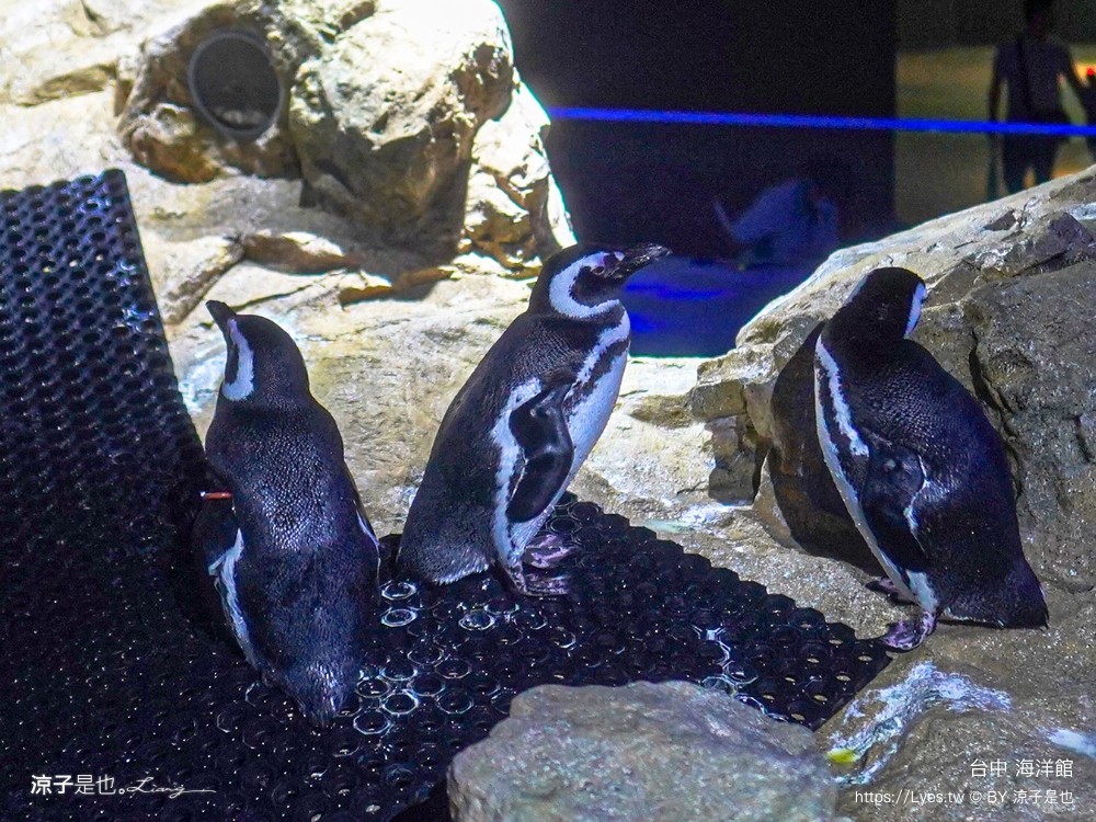 台中海洋館 門票優惠 交通 八大展區 免費票 台中親子景點 台中景點推薦 懶人包 攻略 必看特色
