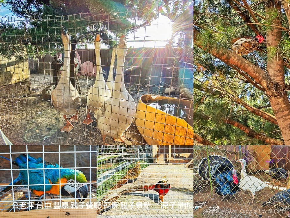 公老坪 台中 豐原 親子餐廳 夜景 親子景點