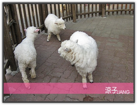 愛寶樂園(動物篇)17