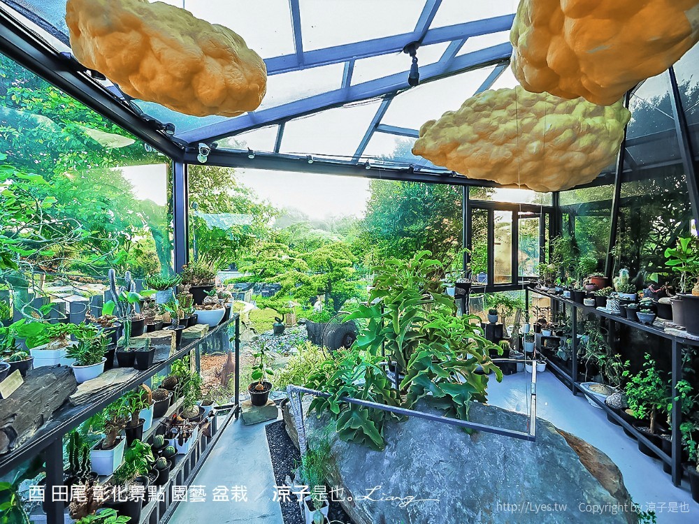 酉 田尾 彰化景點 園藝 盆栽