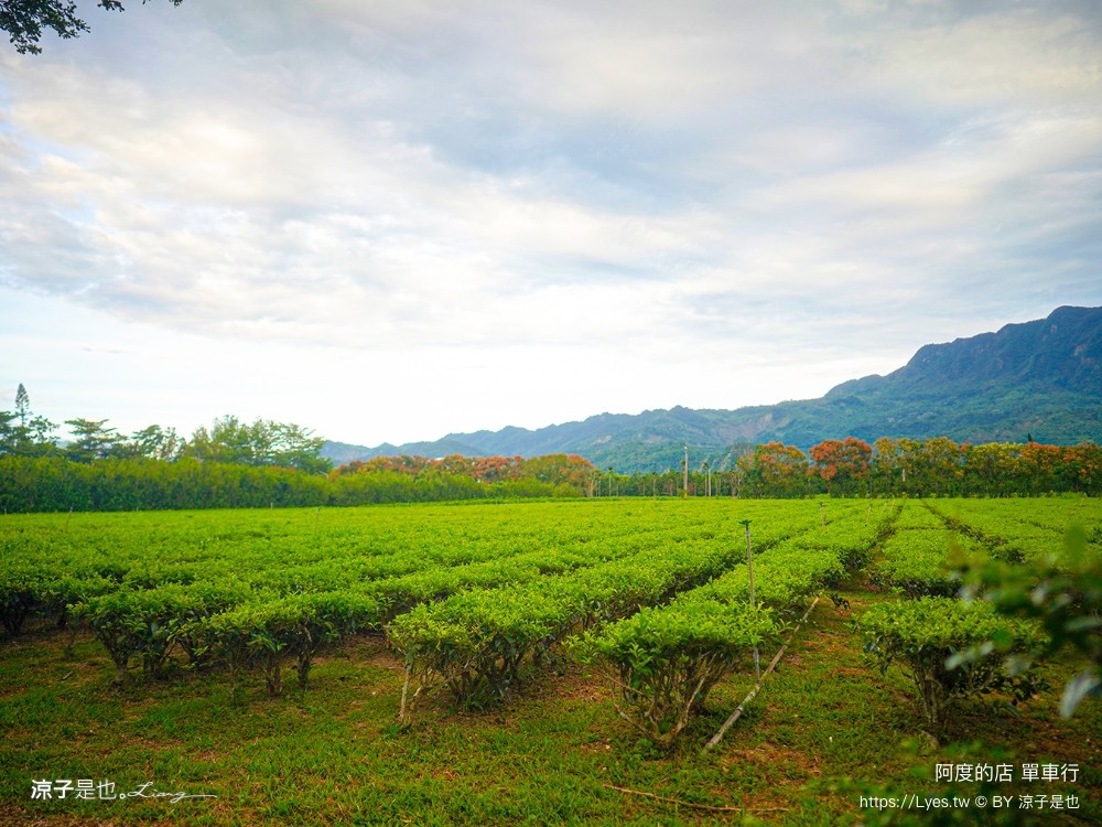 阿度的店 台東景點 鹿野 租車 電動單車遊 綠色隧道 躺馬路 體驗 自行車