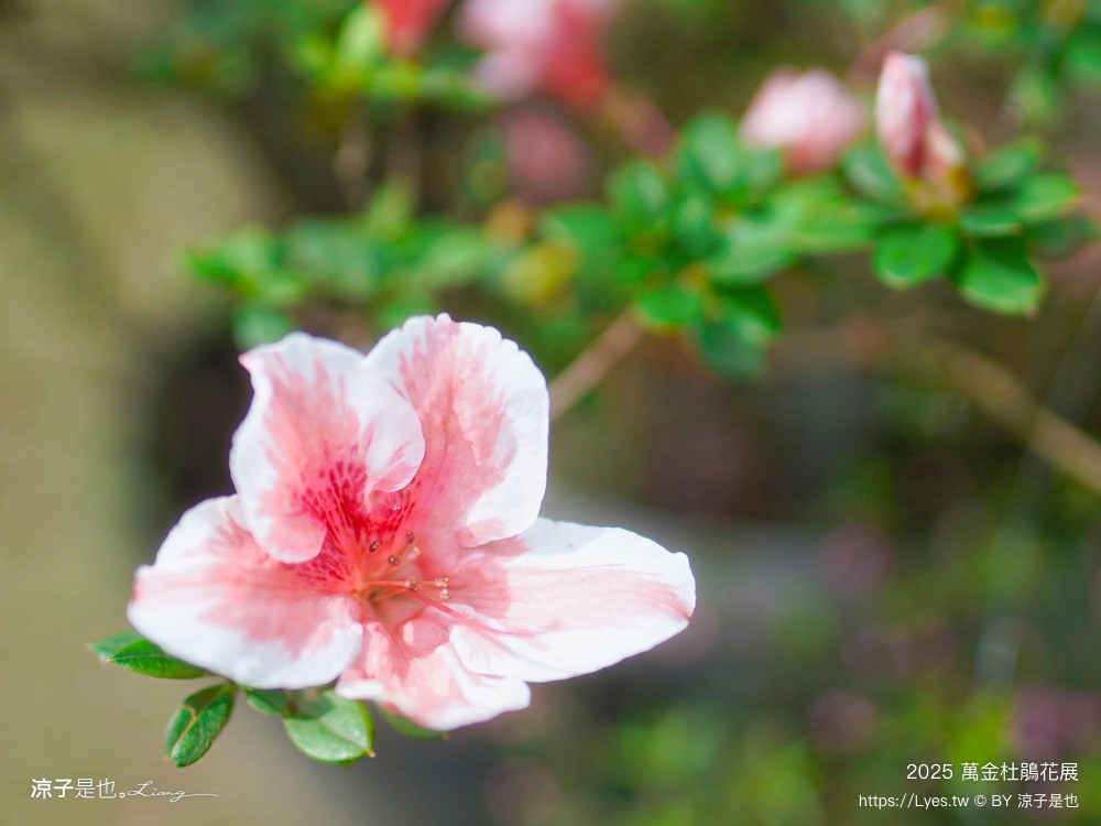 萬金杜鵑花展2025 金山中山溫泉公園 新北景點 北海岸活動 交通 展期 花藝造景 打卡必拍 懶人包
