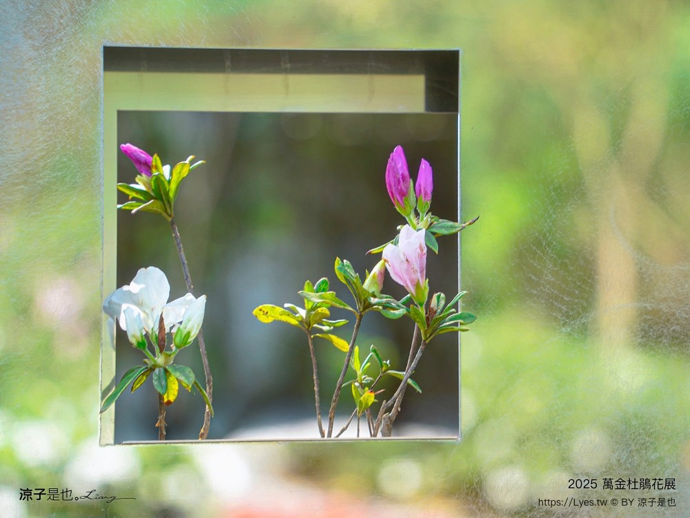 萬金杜鵑花展2025 金山中山溫泉公園 新北景點 北海岸活動 交通 展期 花藝造景 打卡必拍 懶人包