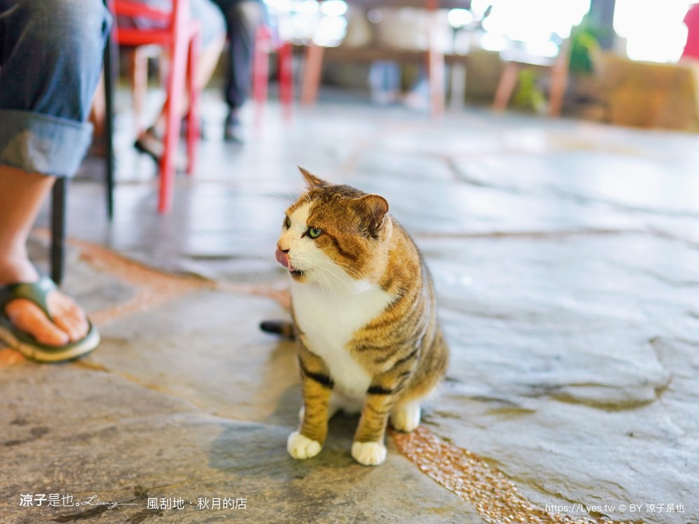 風刮地秋月的店 菜單 屏東美食 三地門 屏東景觀餐廳推薦 原住民料理 排灣族 預約 崖上餐廳