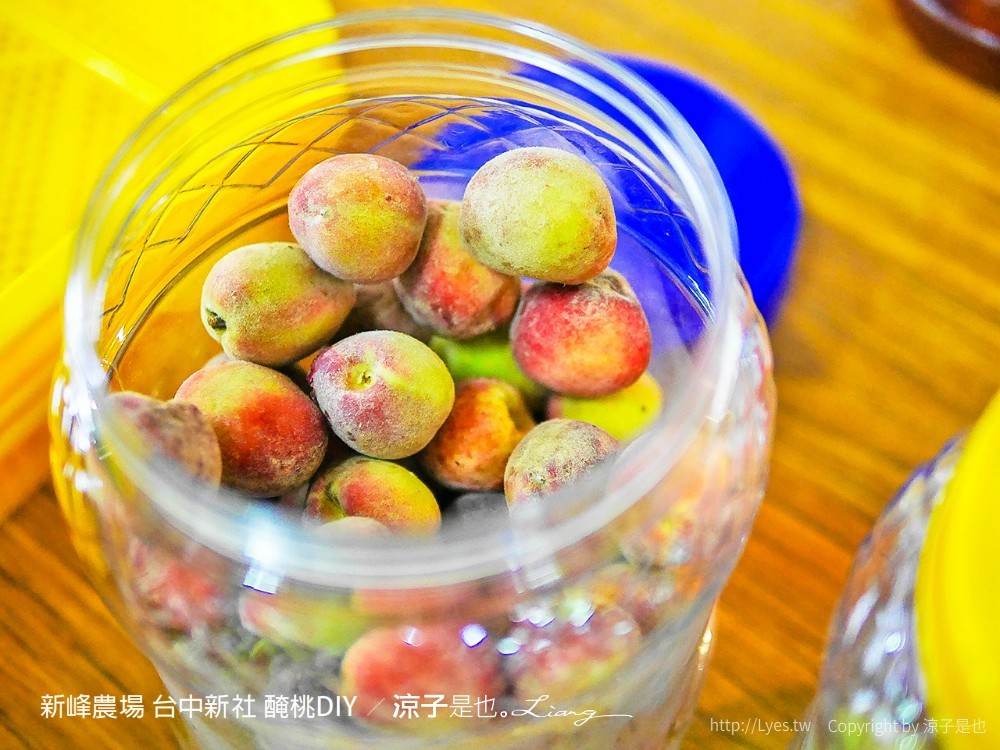 新峰農場 台中新社 醃桃DIY