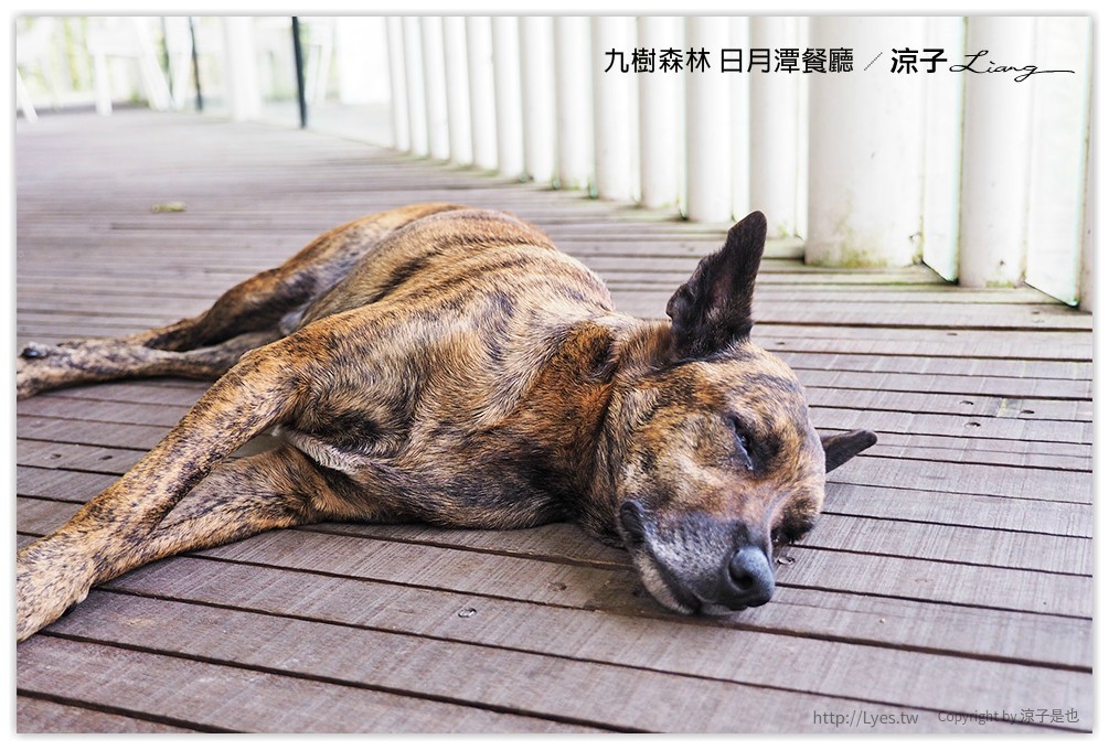 九樹森林 日月潭餐廳