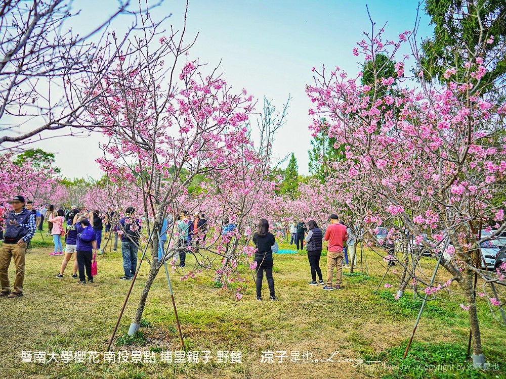 暨南大學櫻花 南投景點 埔里親子 野餐
