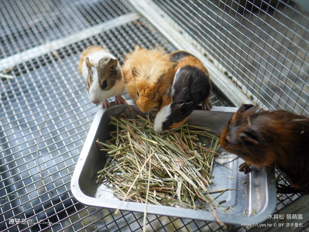 水與松萌萌園 門票 埔里 親子景點 動物園 埔里一日遊推薦 南投農場 羊駝 水豚君 南投景點