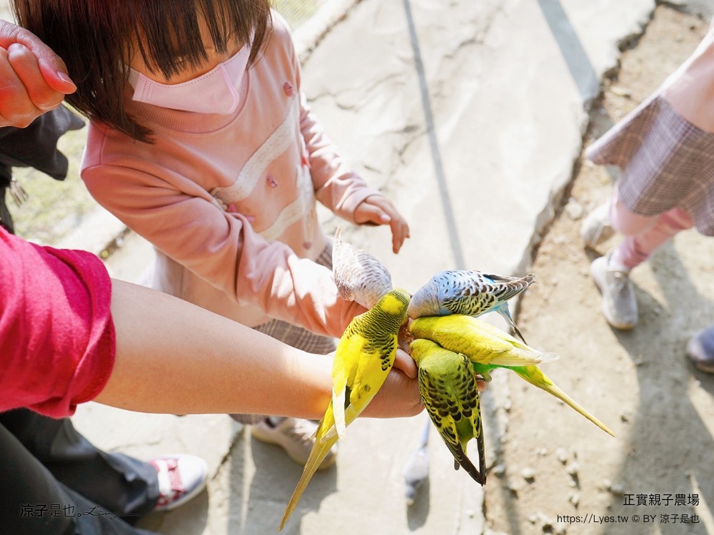 正實親子農場 門票 彰化 親子景點 撿雞蛋 氣墊樂園 溜滑梯 免費 餵小動物體驗 沙坑