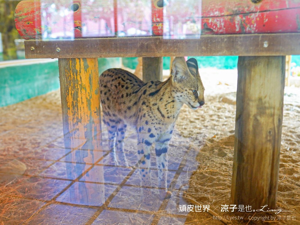 頑皮世界野生動物園攻略 門票優惠 台南親子景點 南台灣動物園 水豚君 長頸鹿 遊樂設施 戲水池
