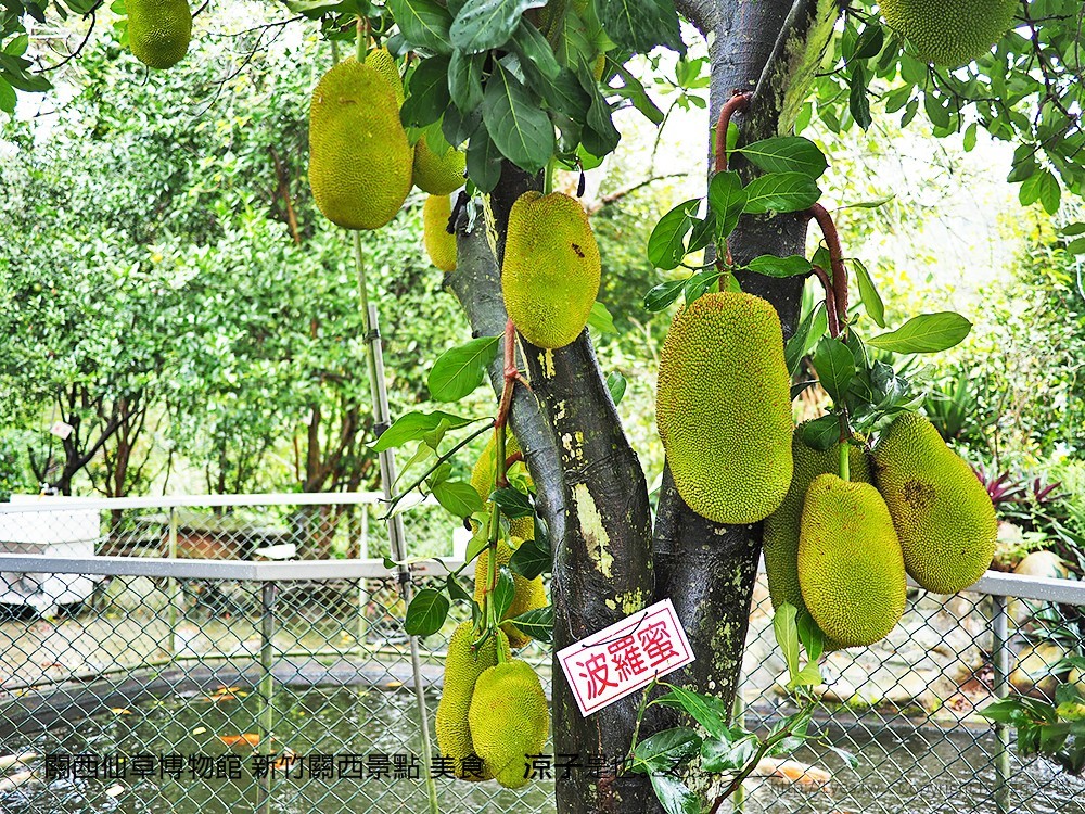 關西仙草博物館 新竹關西景點 美食