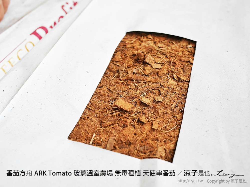 番茄方舟 ARK Tomato 玻璃溫室農場 無毒種植 天使串番茄