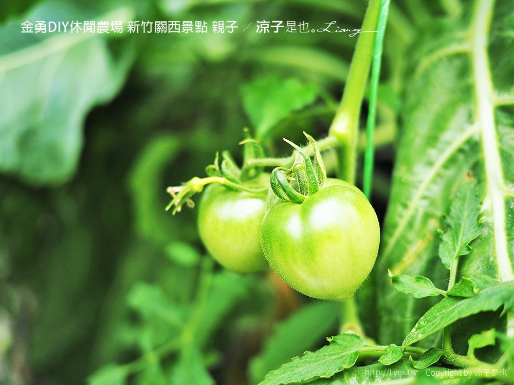 金勇DIY休閒農場 新竹關西景點 親子