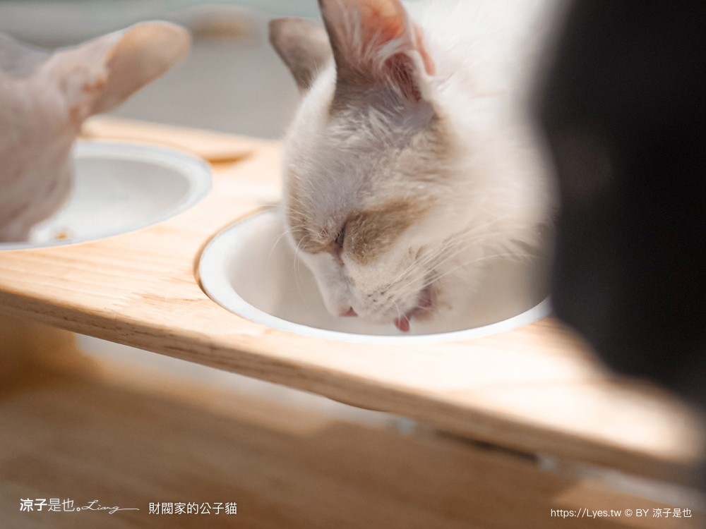 財閥家的公子貓 台南擼貓咖啡廳 台南景點推薦 狐獴 台南親子景點 室內景點 貓咪咖啡館 浣熊 狐獴 袋鼠 球蟒 雪貂 守宮