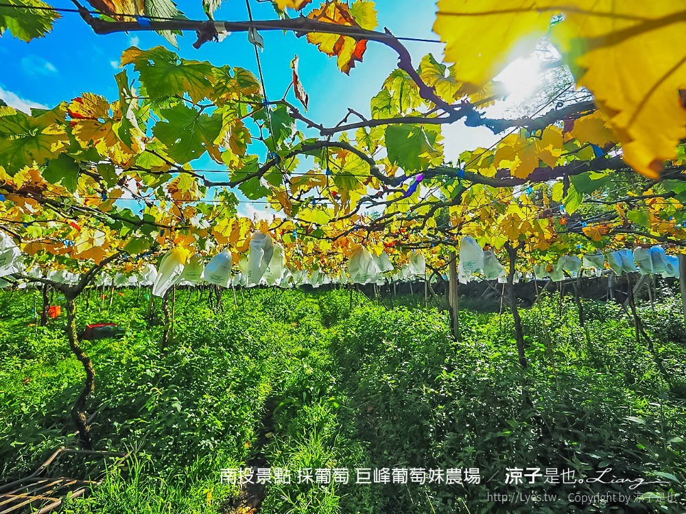 南投景點 採葡萄 巨峰葡萄妹農場