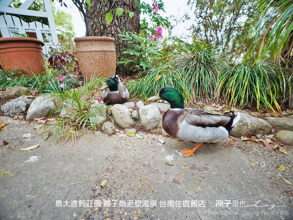 景大渡假莊園 關子嶺泥漿溫泉 台南住宿飯店