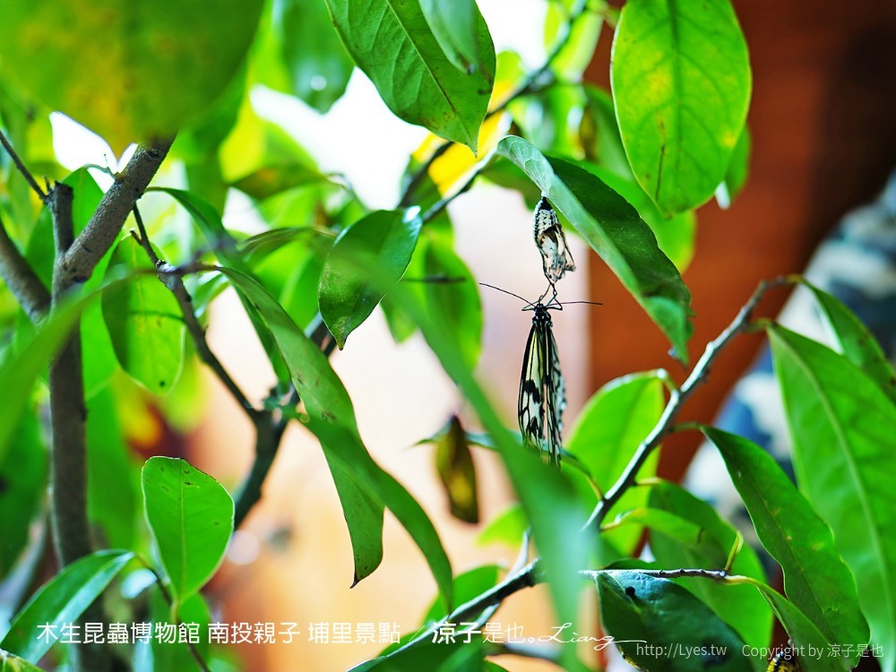 木生昆蟲博物館 南投親子 埔里景點