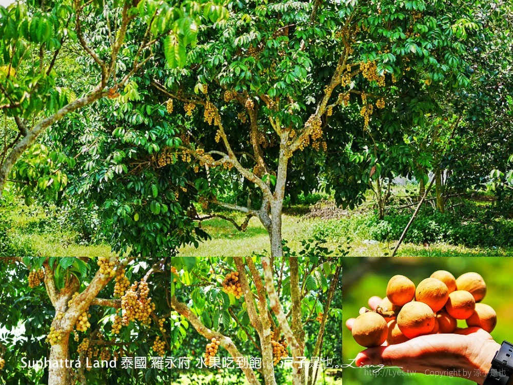 suphattra land 泰國 羅勇府 水果吃到飽