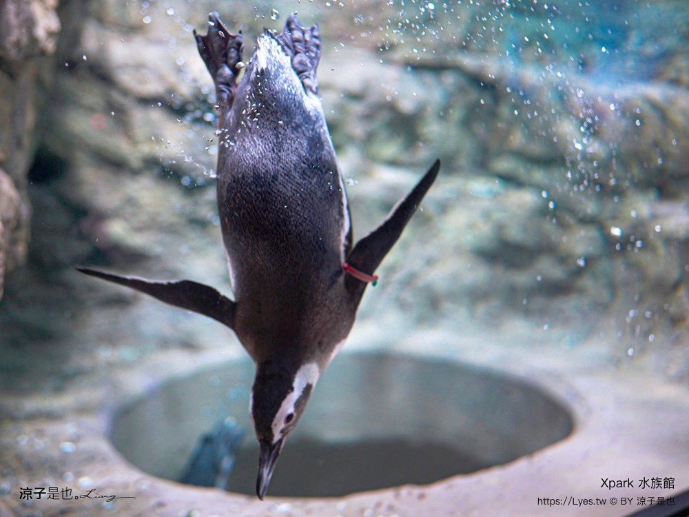 xpark水族館 門票優惠 桃園 親子景點 最新攻略 必看展區 美食餐廳 交通 停車 住宿