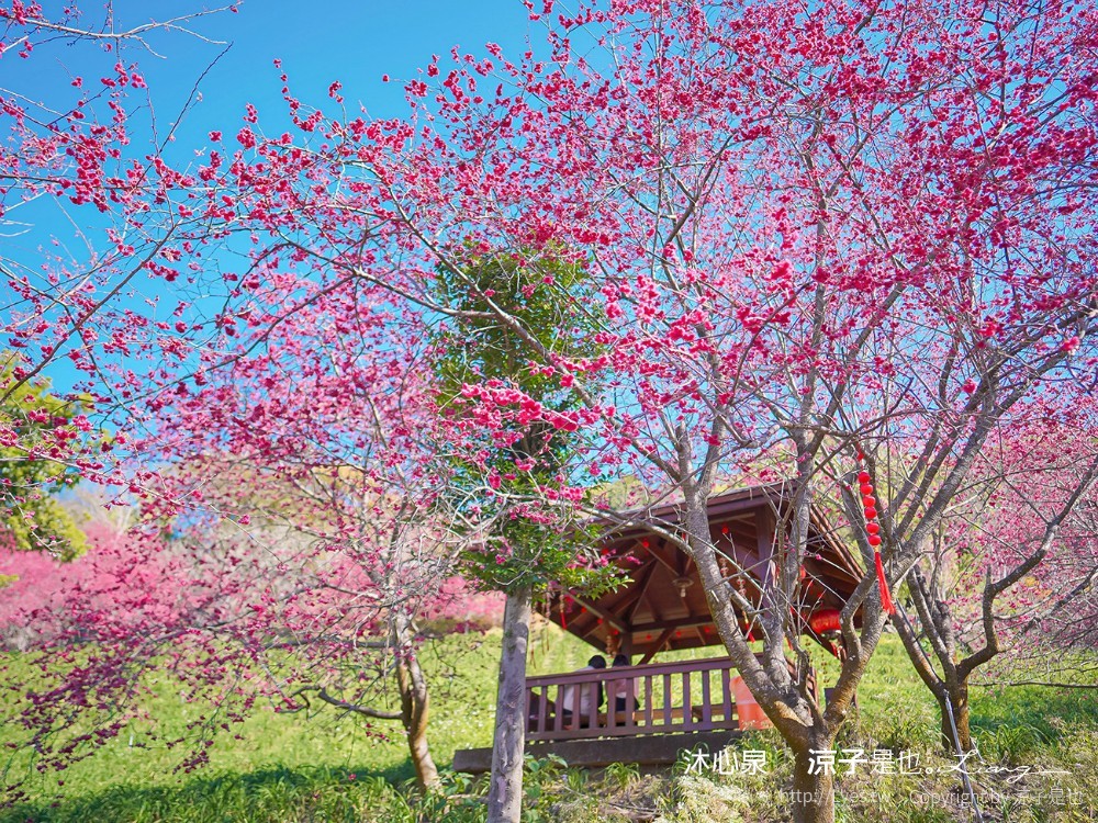 沐心泉休閒農場 2022 櫻花花況 票價 台中景點 預約 新社 親子景點 接泊車 白雪木 黃金楓
