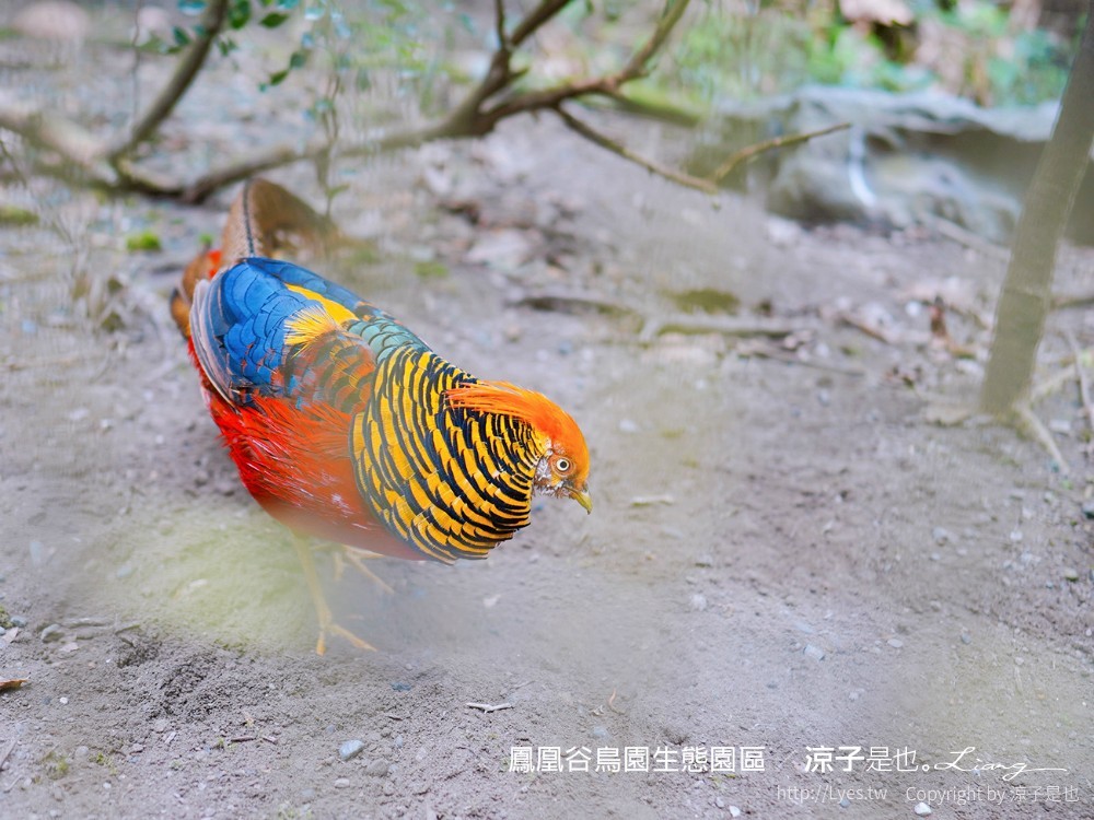 鳳凰谷鳥園生態園區 南投 親子景點 森林溜滑梯 賞鳥 DIY 鹿谷 步道 吊橋 瀑布