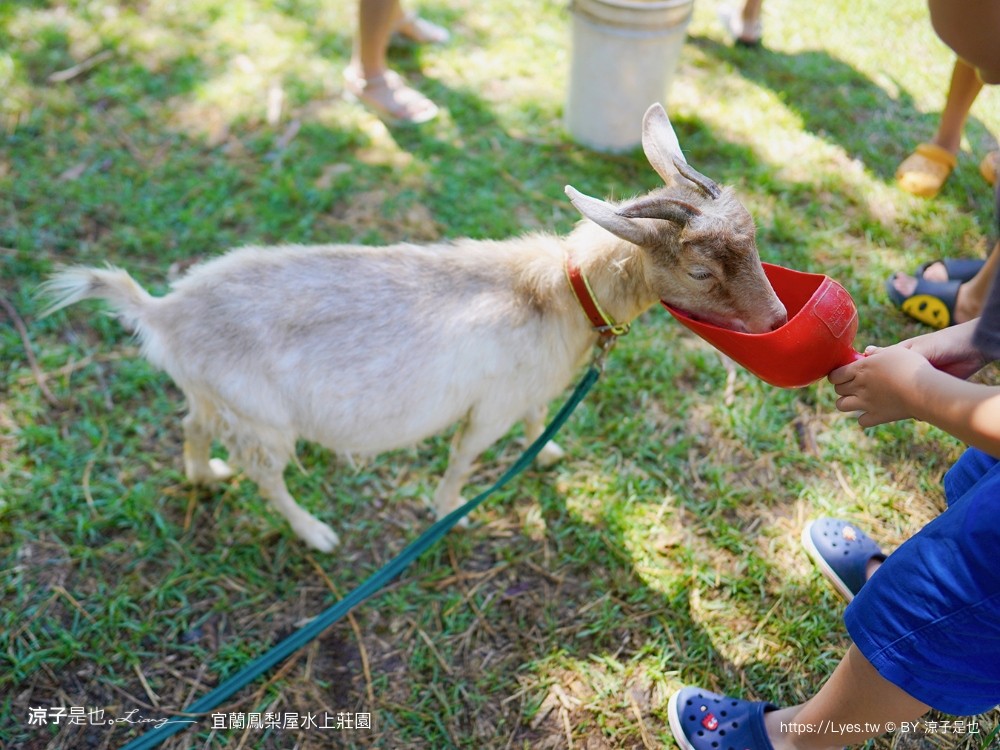 鳳梨屋水上莊 餵羊 早餐 晚餐 帳棚 親子diy