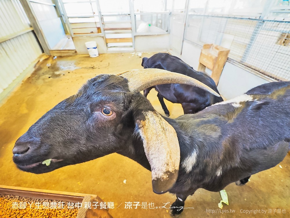 赤腳ㄚ生態農莊 台中 親子餐廳