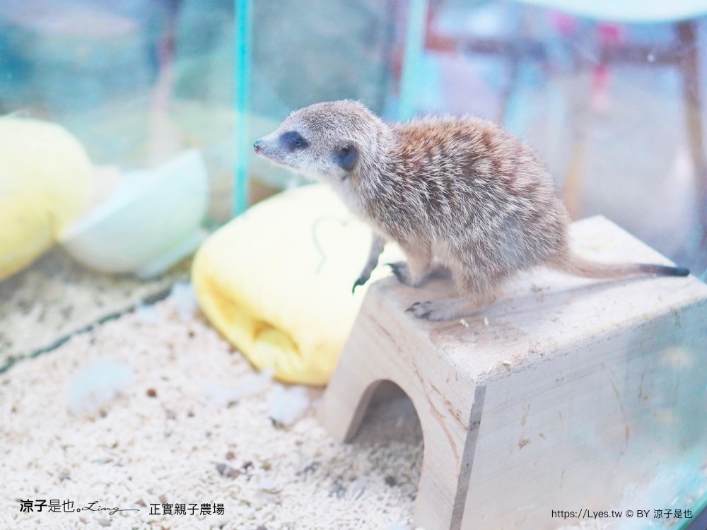 正實親子農場 門票 彰化 親子景點 撿雞蛋 氣墊樂園 溜滑梯 免費 餵小動物體驗 沙坑