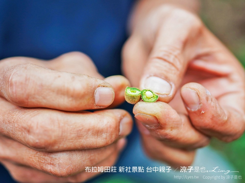 布拉姆田莊 新社景點 台中親子景點 新社美食 親子DIY 台中景點 台中親子景點 DIY活動