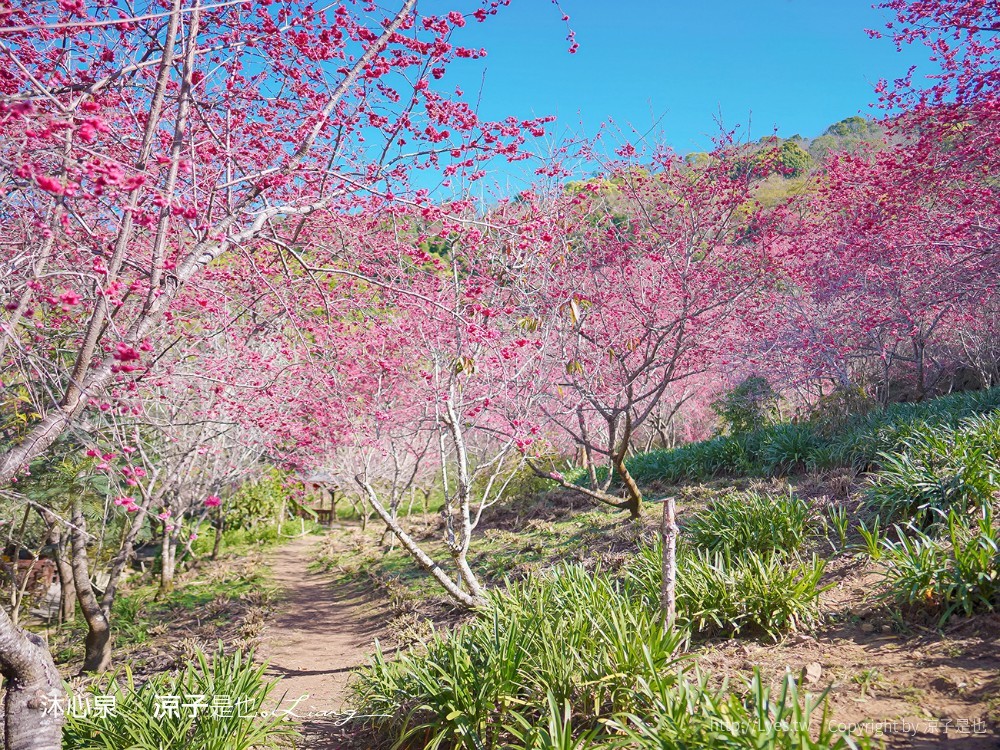 沐心泉休閒農場 2022 櫻花花況 票價 台中景點 預約 新社 親子景點 接泊車 白雪木 黃金楓