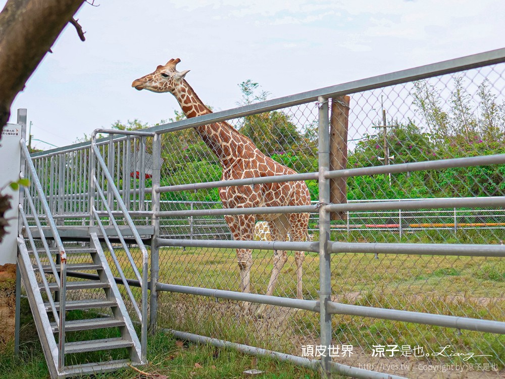 頑皮世界野生動物園攻略 門票優惠 台南親子景點 南台灣動物園 水豚君 長頸鹿 遊樂設施 戲水池
