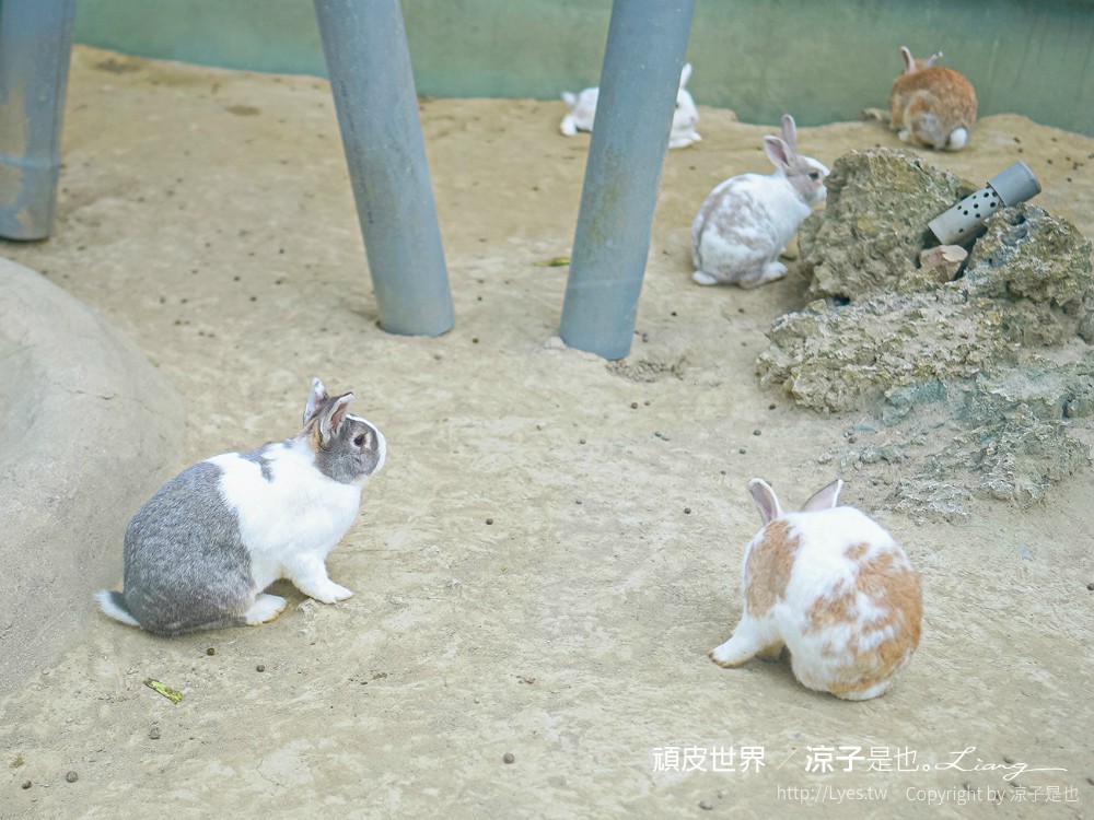 頑皮世界野生動物園攻略 門票優惠 台南親子景點 南台灣動物園 水豚君 長頸鹿 遊樂設施 戲水池