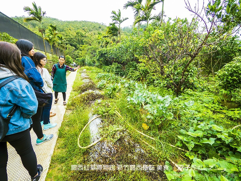 關西仙草博物館 新竹關西景點 美食