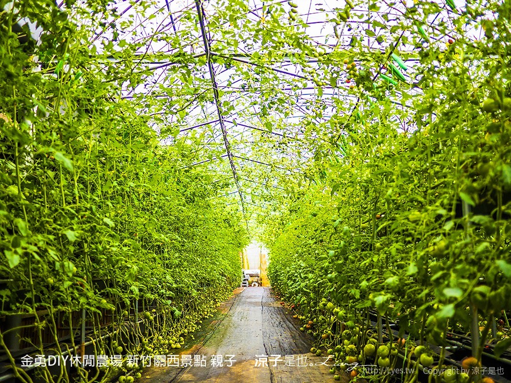 金勇DIY休閒農場 新竹關西景點 親子