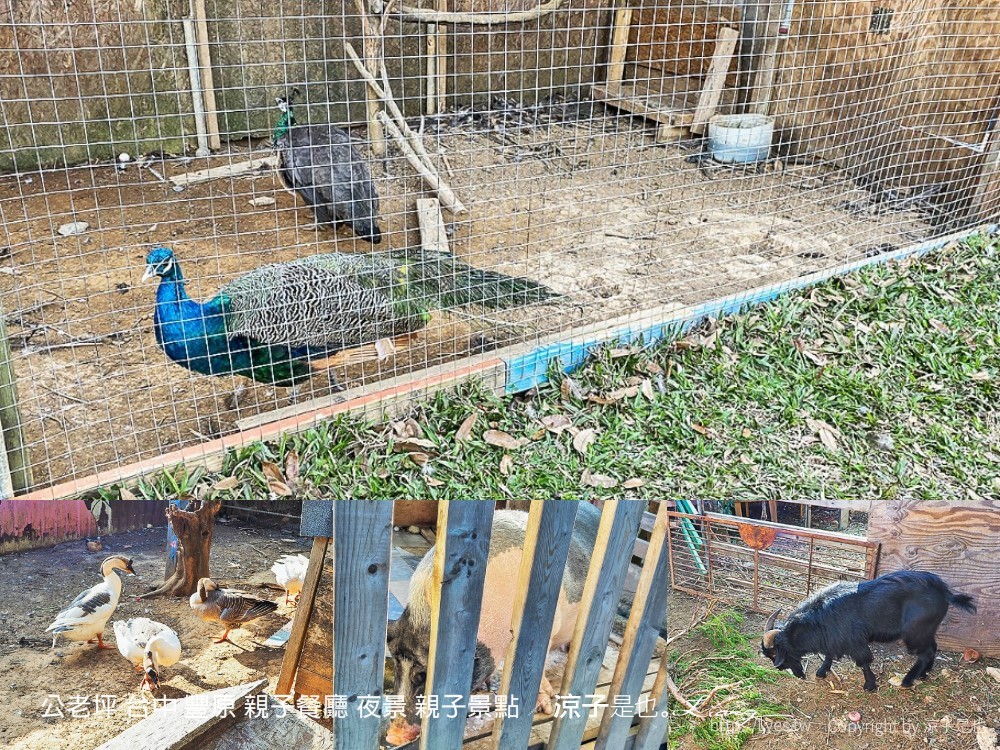 公老坪 台中 豐原 親子餐廳 夜景 親子景點