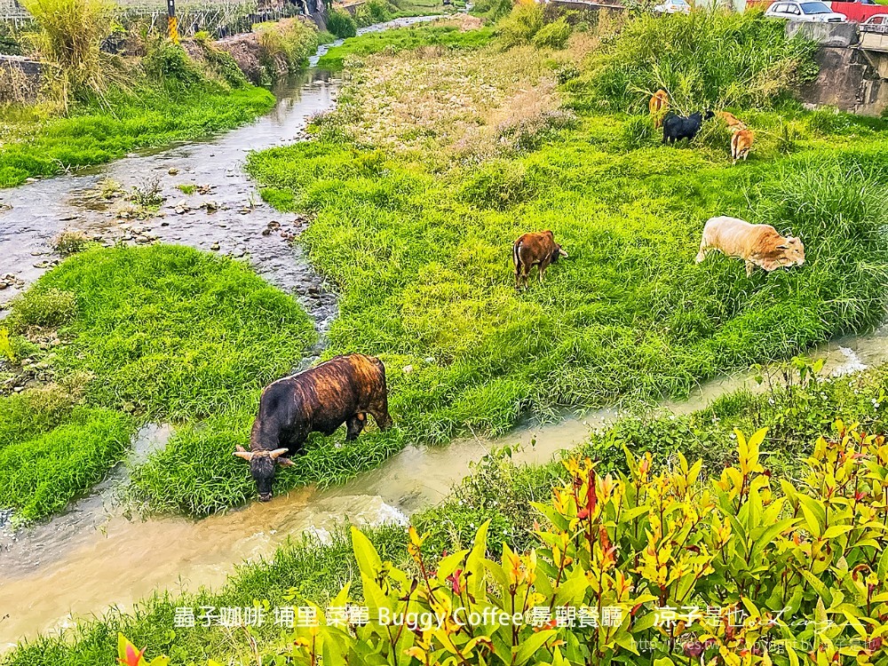 蟲子咖啡 埔里 菜單 buggy coffee 景觀餐廳