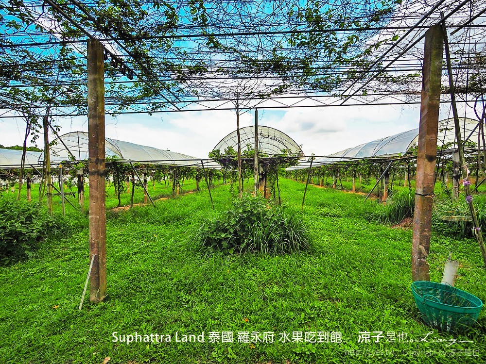 suphattra land 泰國 羅勇府 水果吃到飽