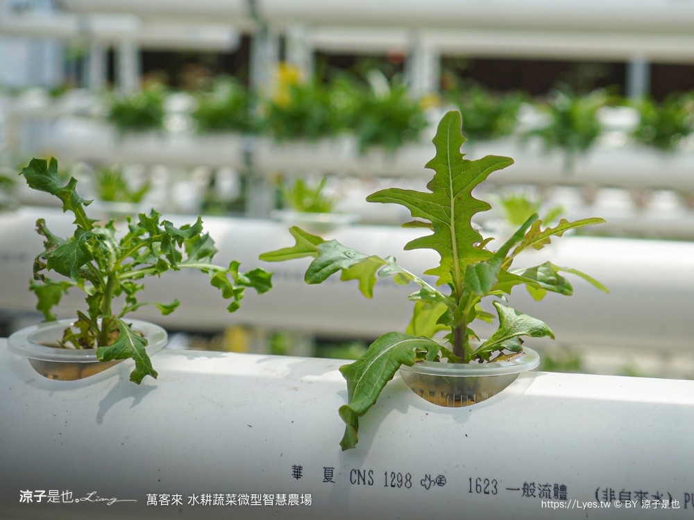 萬客來水耕蔬菜微型智慧農場 菜單 台南餐廳 台南美食 玻璃屋餐廳 台南景觀餐廳 早午餐