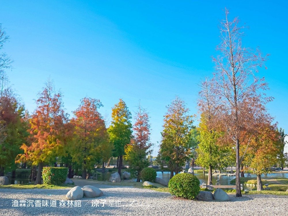 澄霖沉香味道森林館 雲林景點 愛心落羽松 湖畔步道 水之教堂 台版兼六園