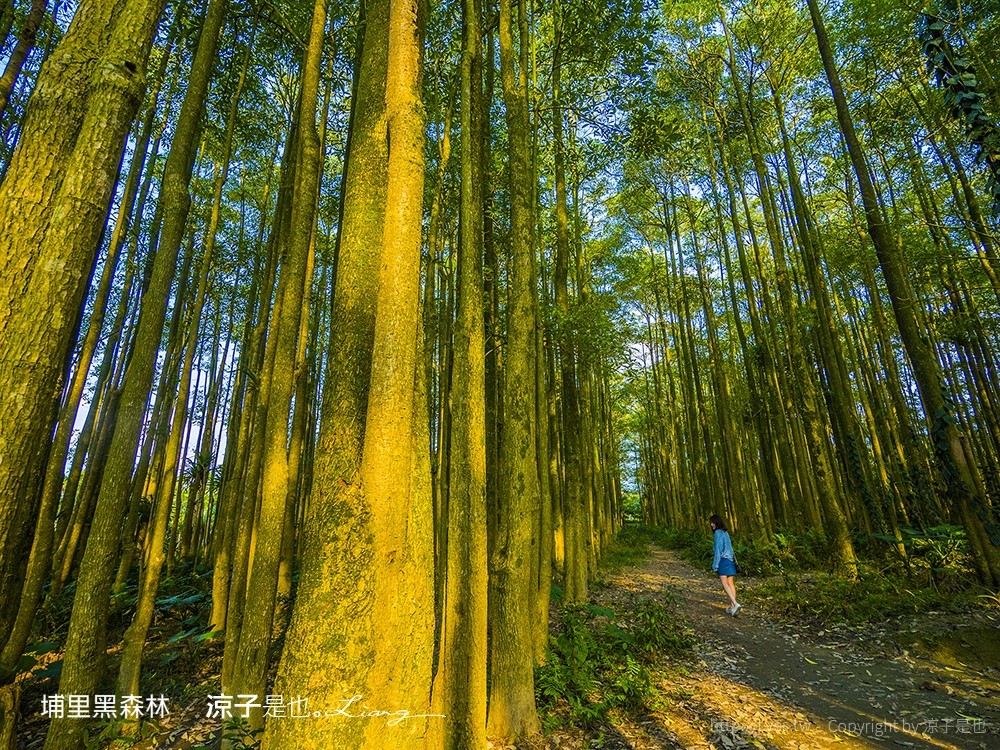 埔里黑森林