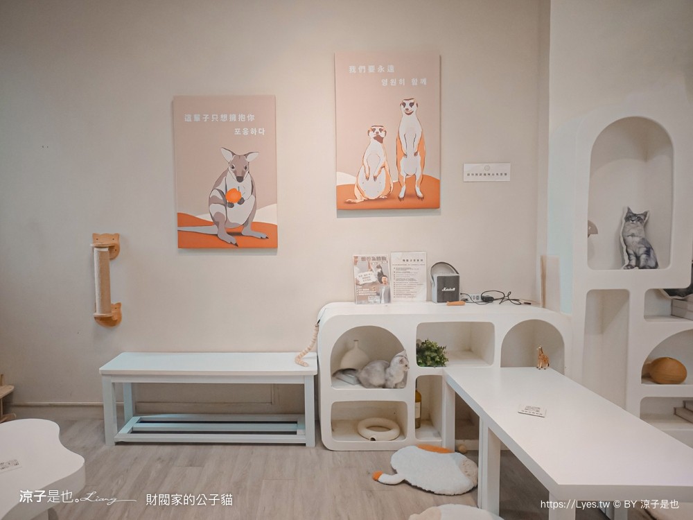 財閥家的公子貓 台南擼貓咖啡廳 台南景點推薦 狐獴 台南親子景點 室內景點 貓咪咖啡館 浣熊 狐獴 袋鼠 球蟒 雪貂 守宮